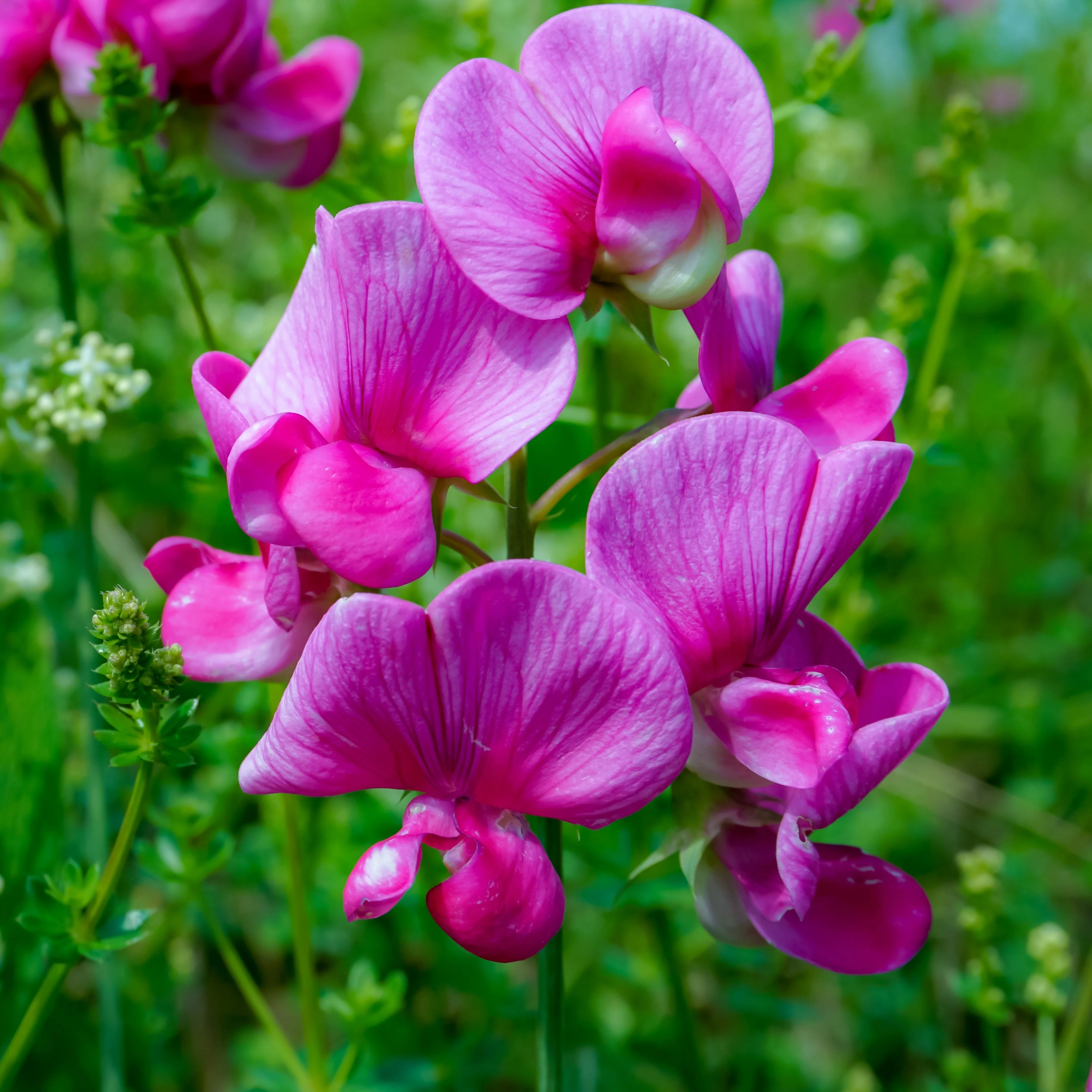 Pois de senteur 'Royal Pink'