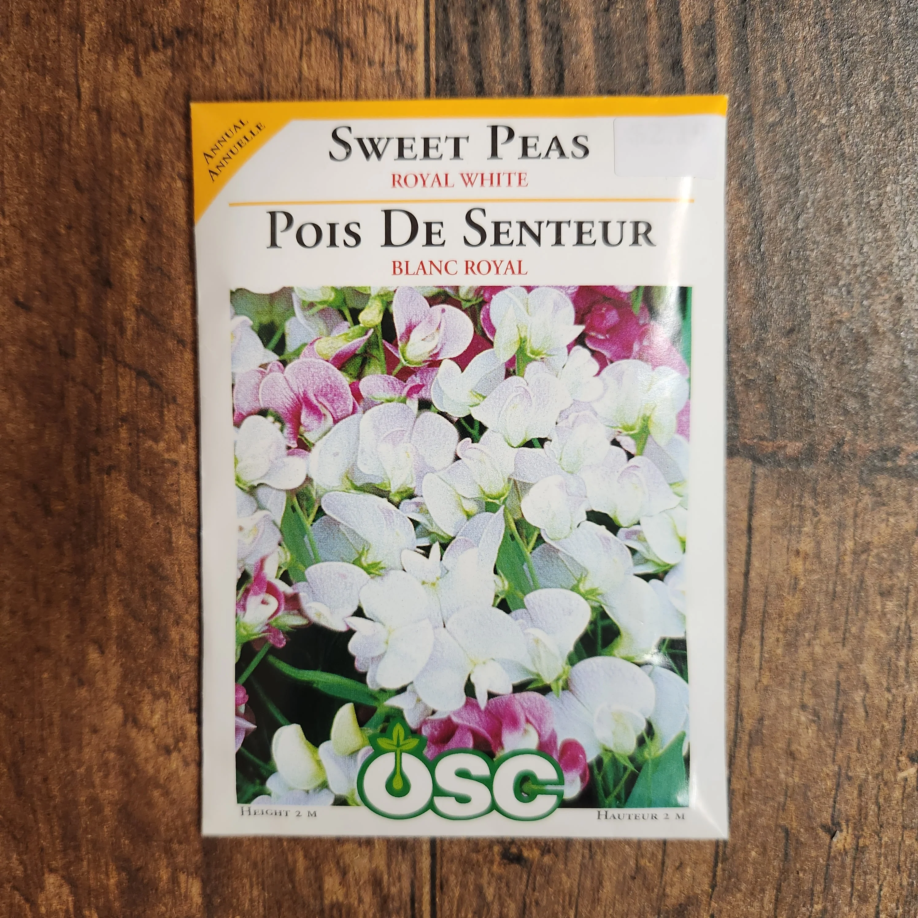 Pois de senteur 'Royal White' - Image 2