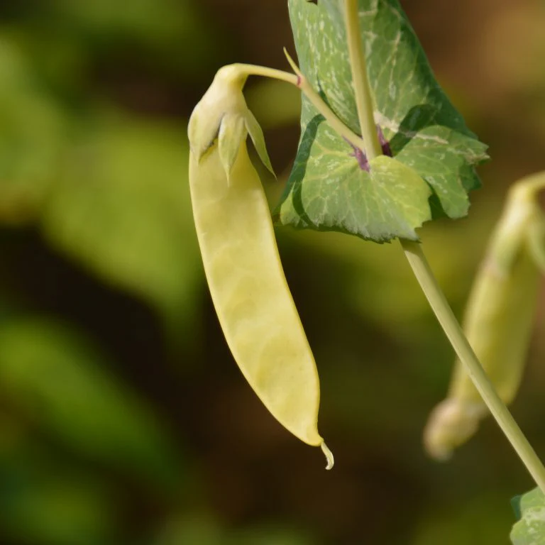 Pois 'Golden Sweet' bio