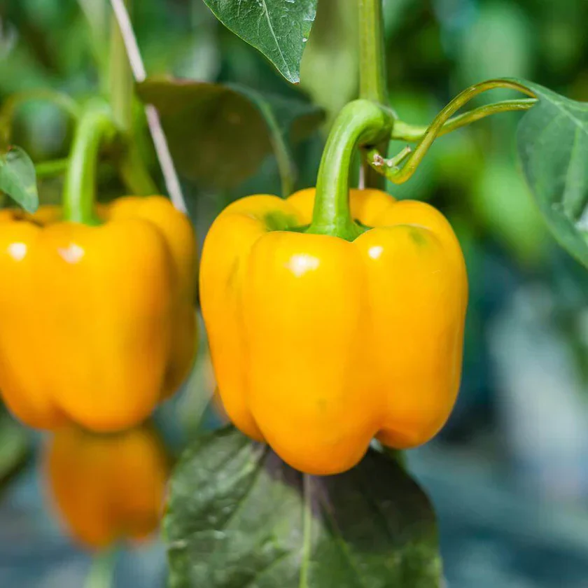 Poivron jaune 'Golden Wonder'