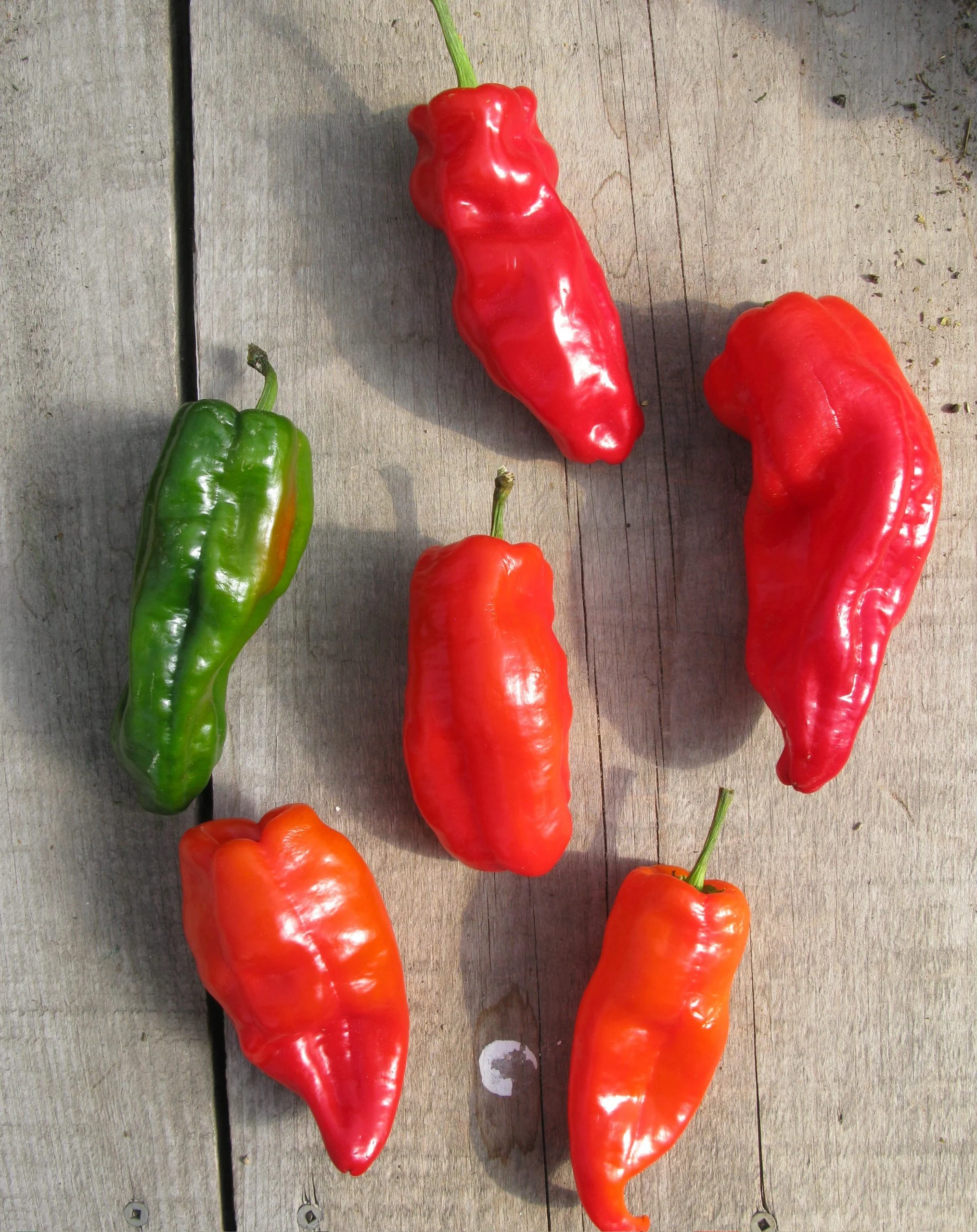 Poivron rouge 'Frank's' bio