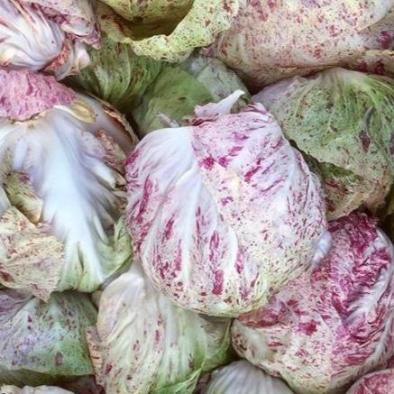 Radicchio 'Adige Medio' bio