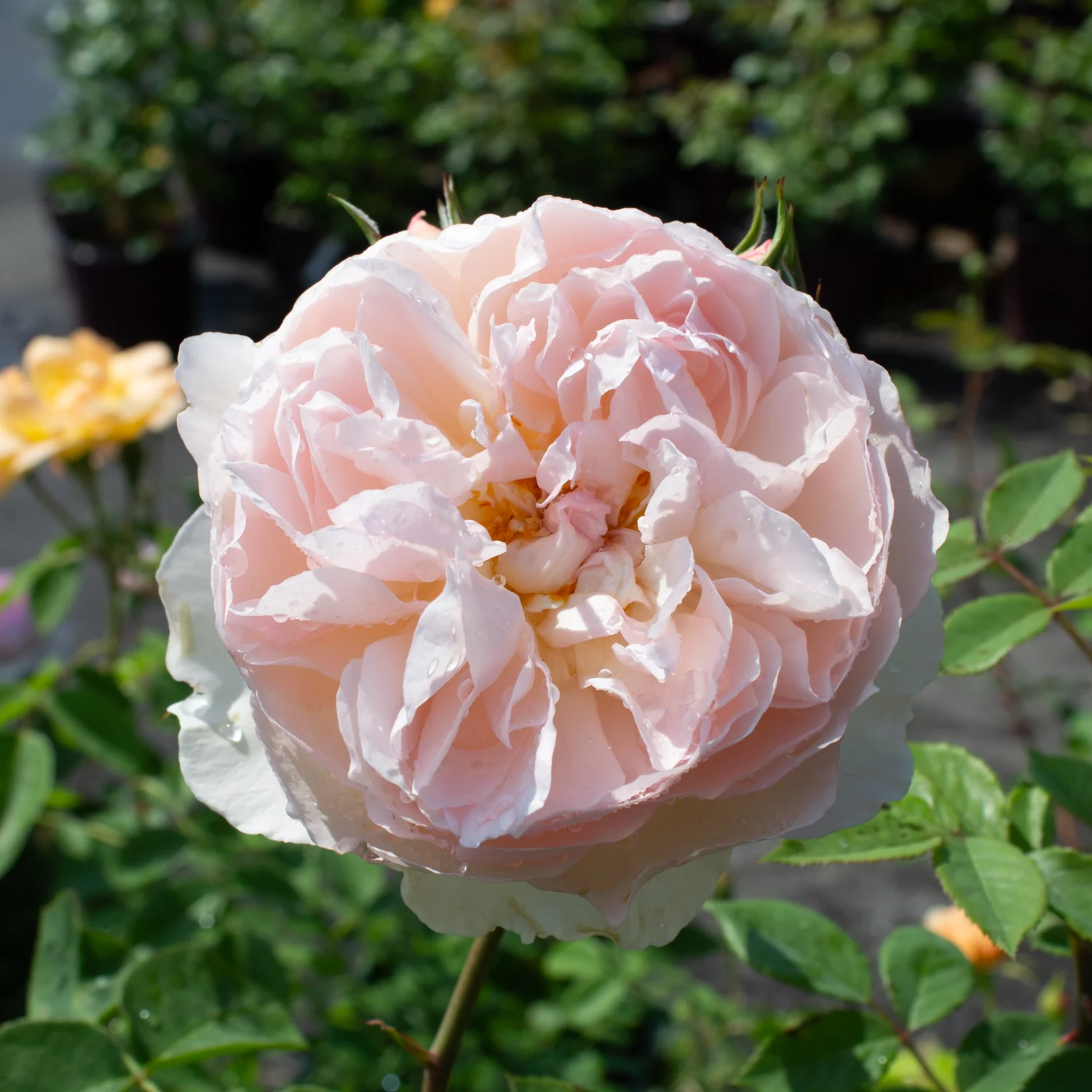 Rosier David Austin 'Gentle Hermione' - Image 2