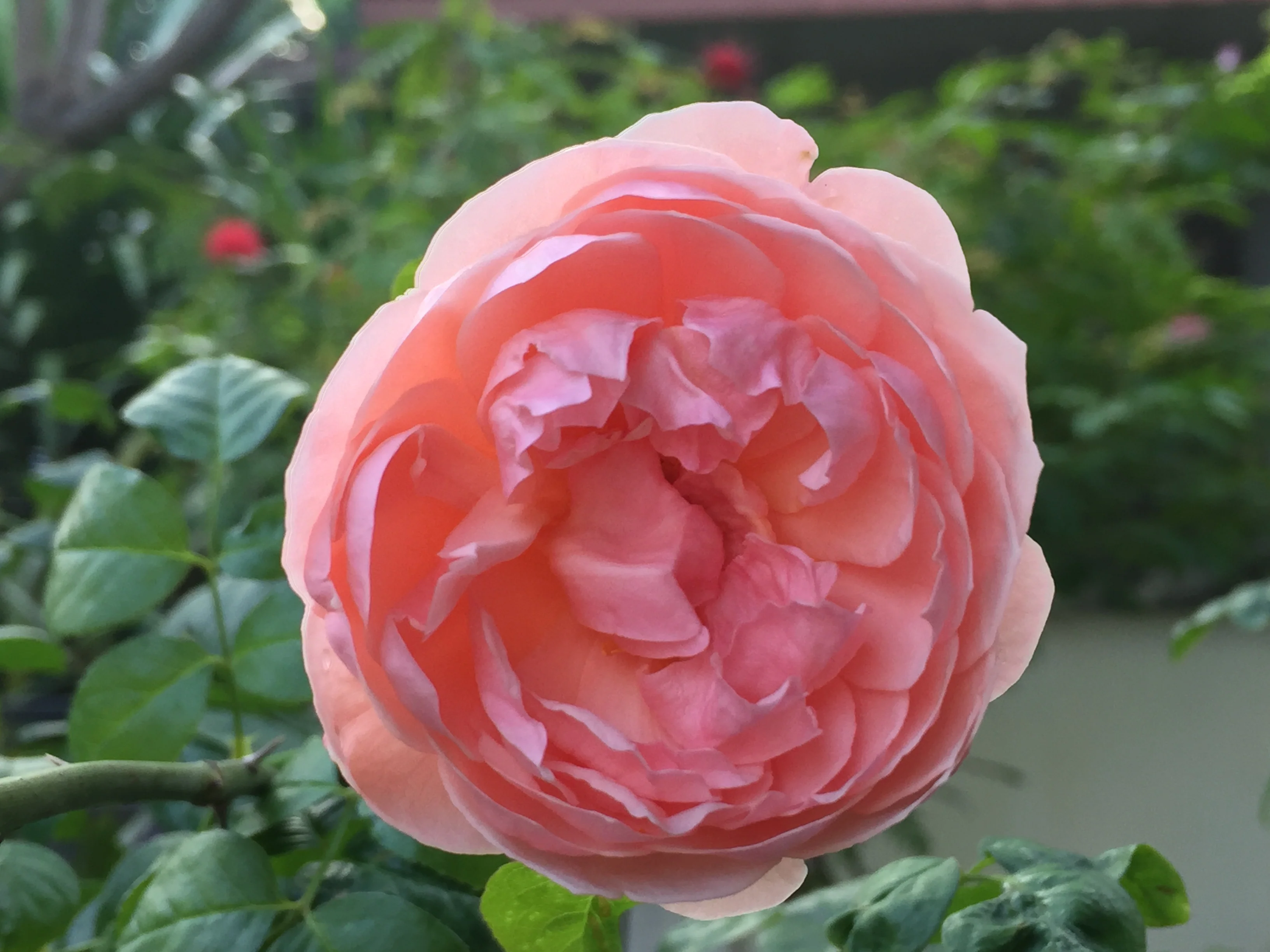 Rosier David Austin 'Strawberry Hill' - Image 2