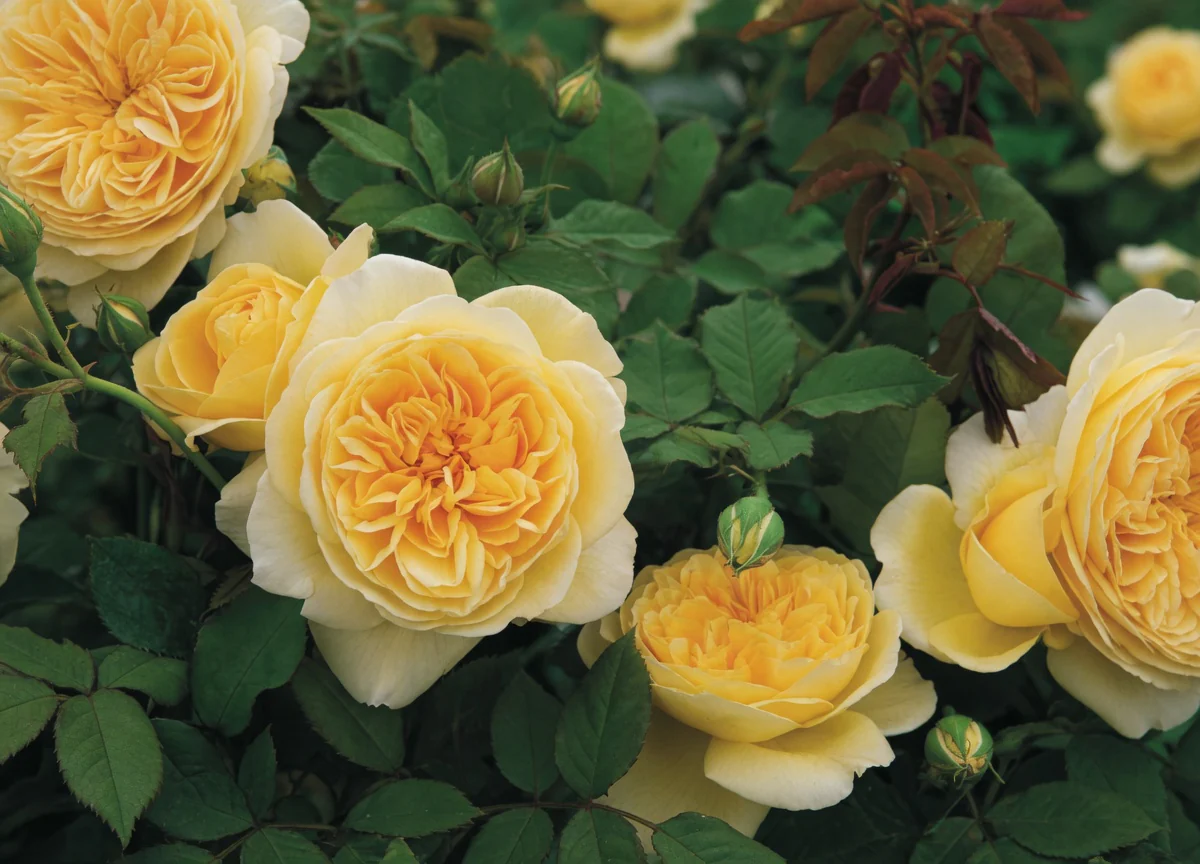 Rosier David Austin 'Teasing Georgia'