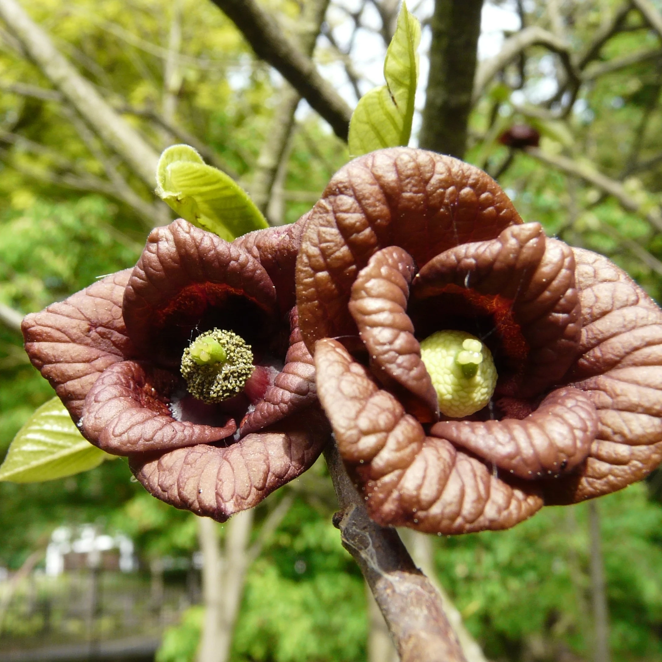 Asimina triloba (Pawpaw) - Image 3