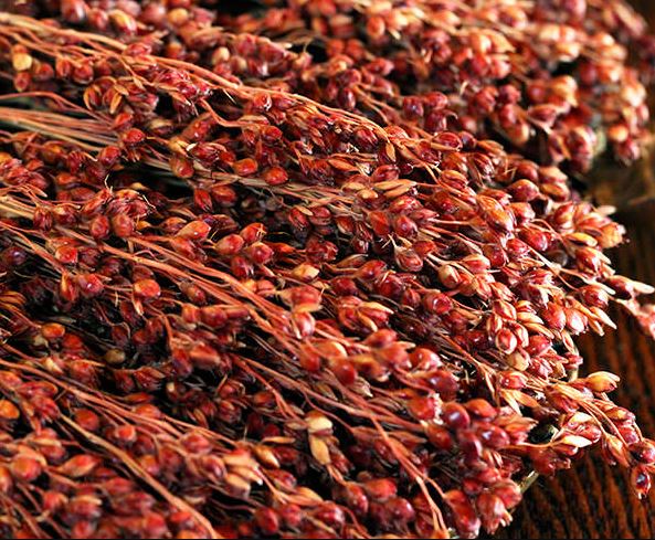 Sorgho rouge 'Broomcorn' BIO