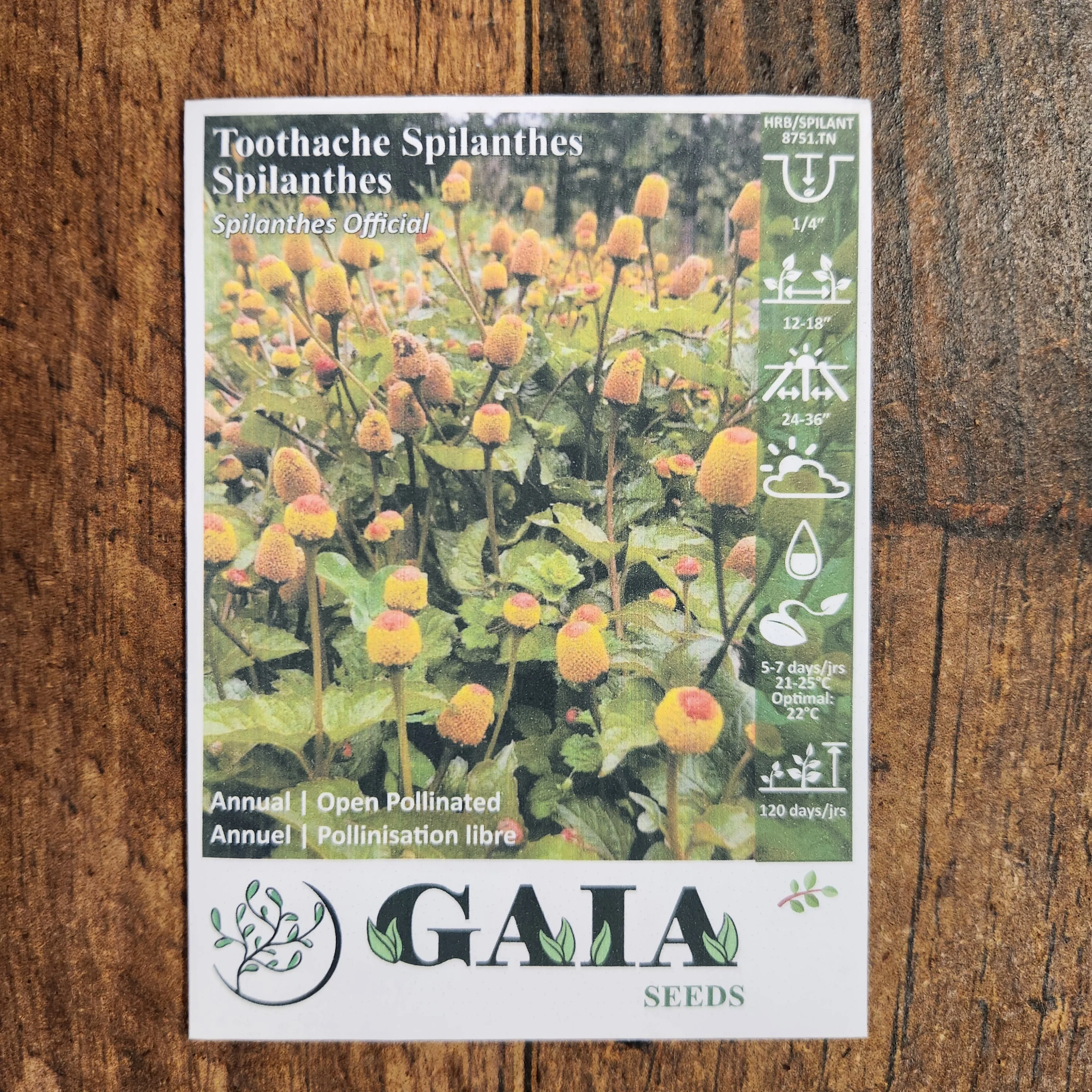 Spilanthes bio - Image 2