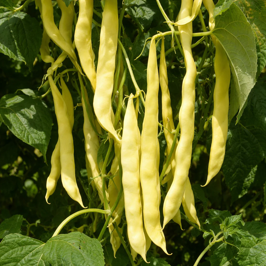 Haricot romano grimpant 'Gold Marie' bio