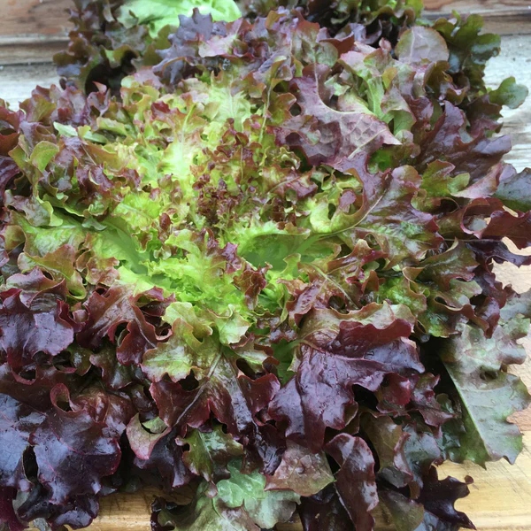 Laitue feuille de chĂȘne rouge bio