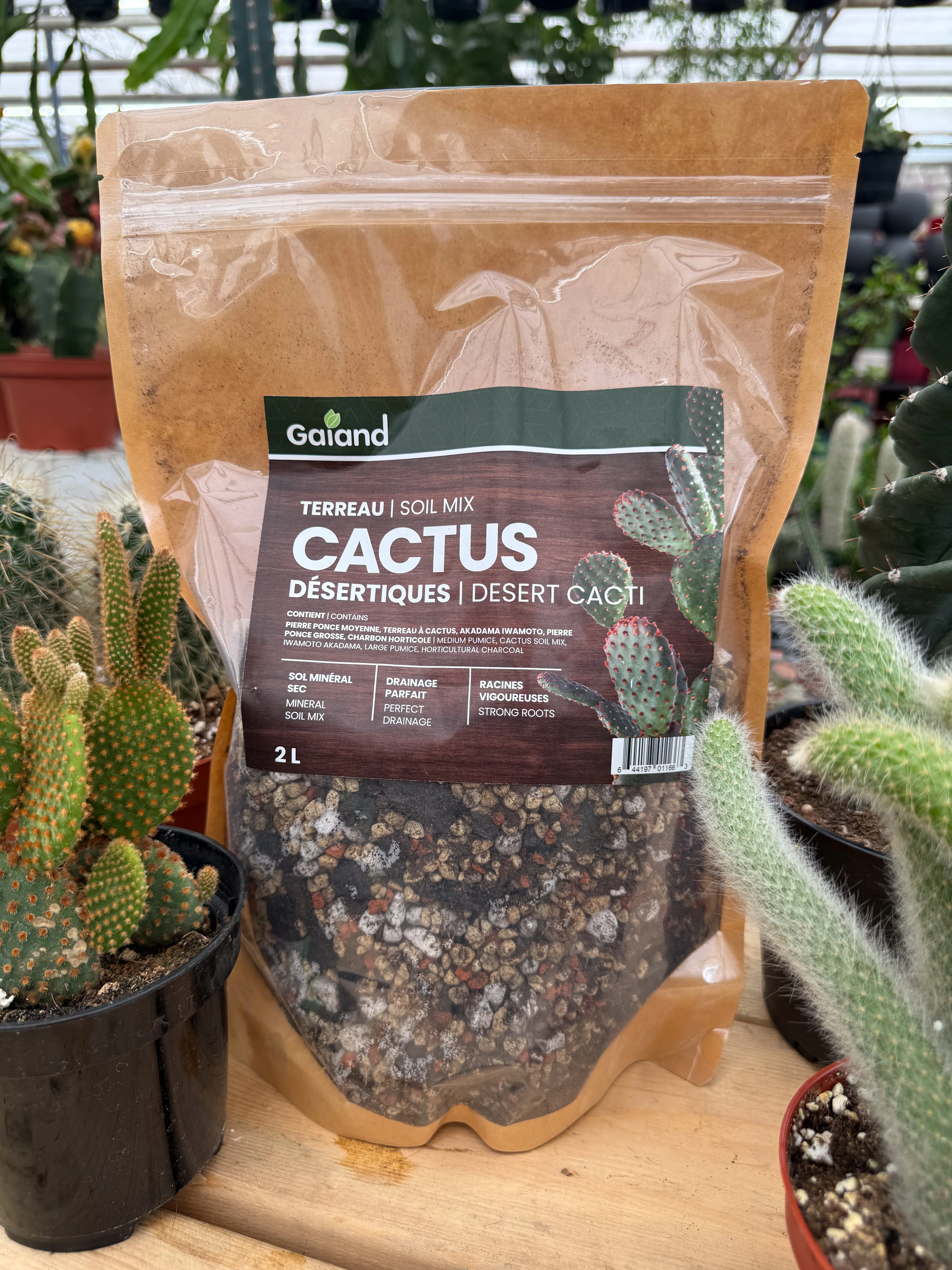 Terreau maison pour cactus désertique