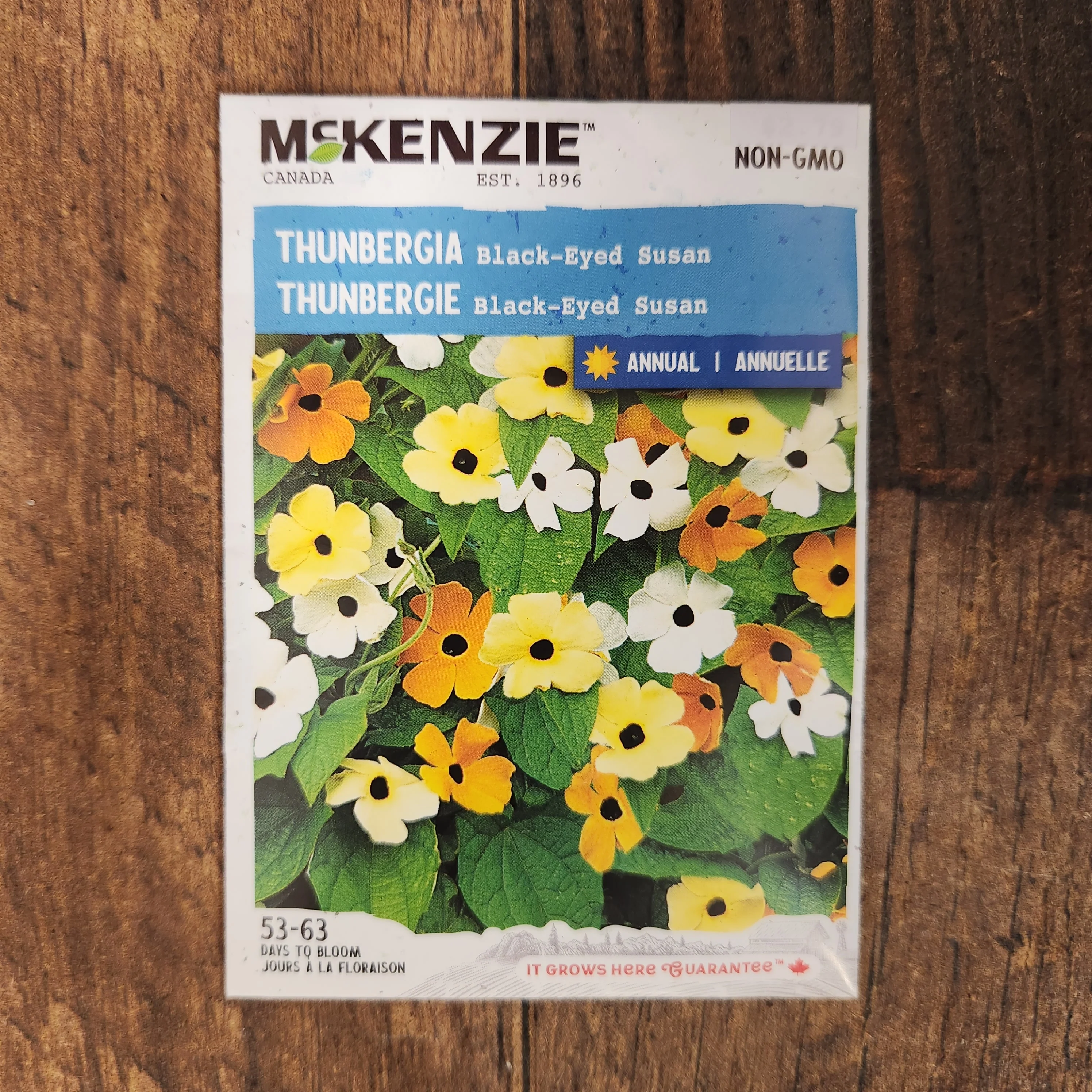 Thunbergia 'Black-Eyed Susan' - Image 2