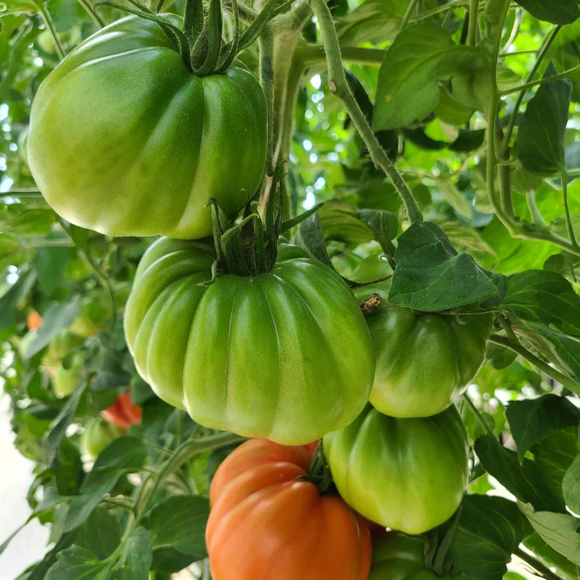 Tomate Coeur de Boeuf 'Paloma' F1