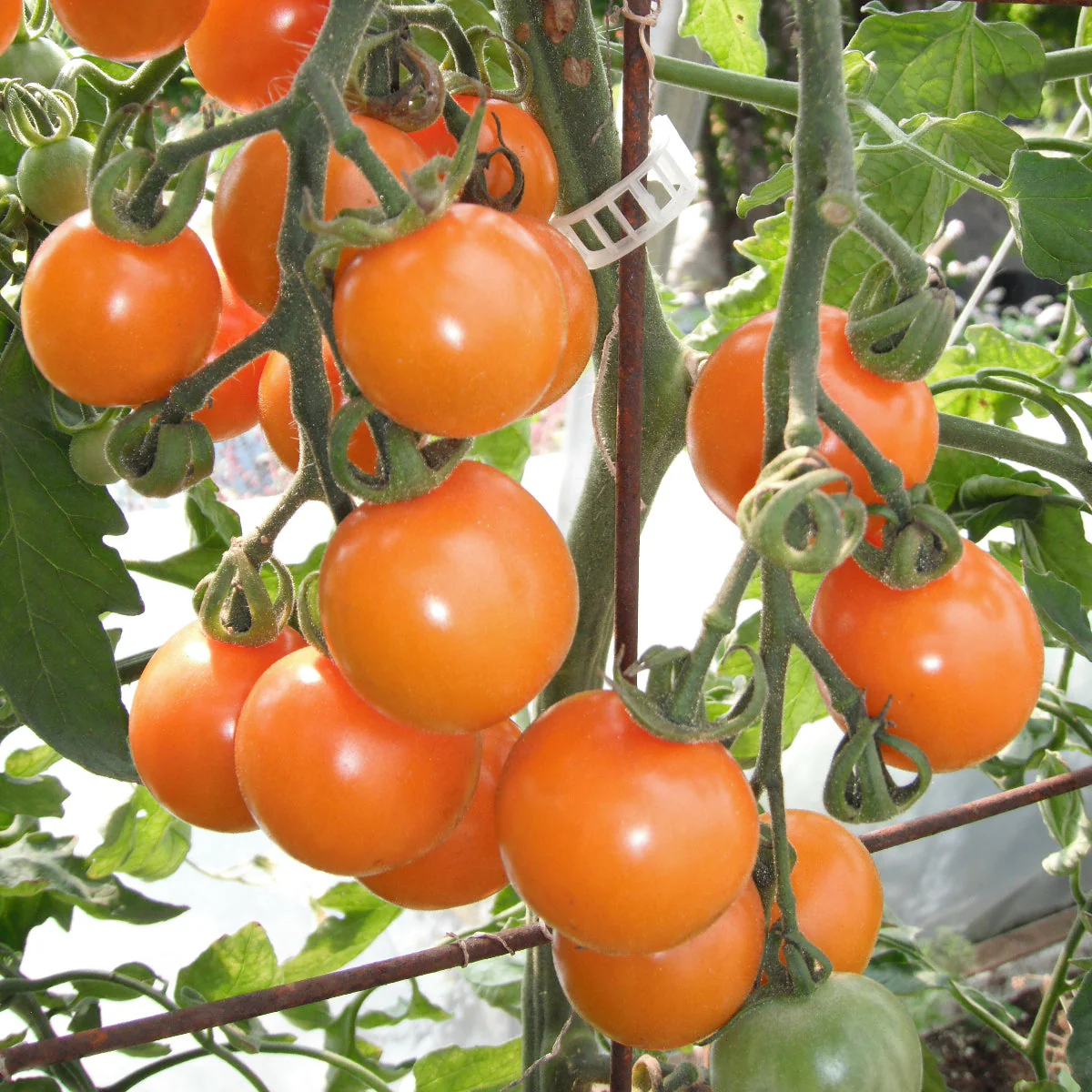 Tomate Cerise 'Sungold' bio