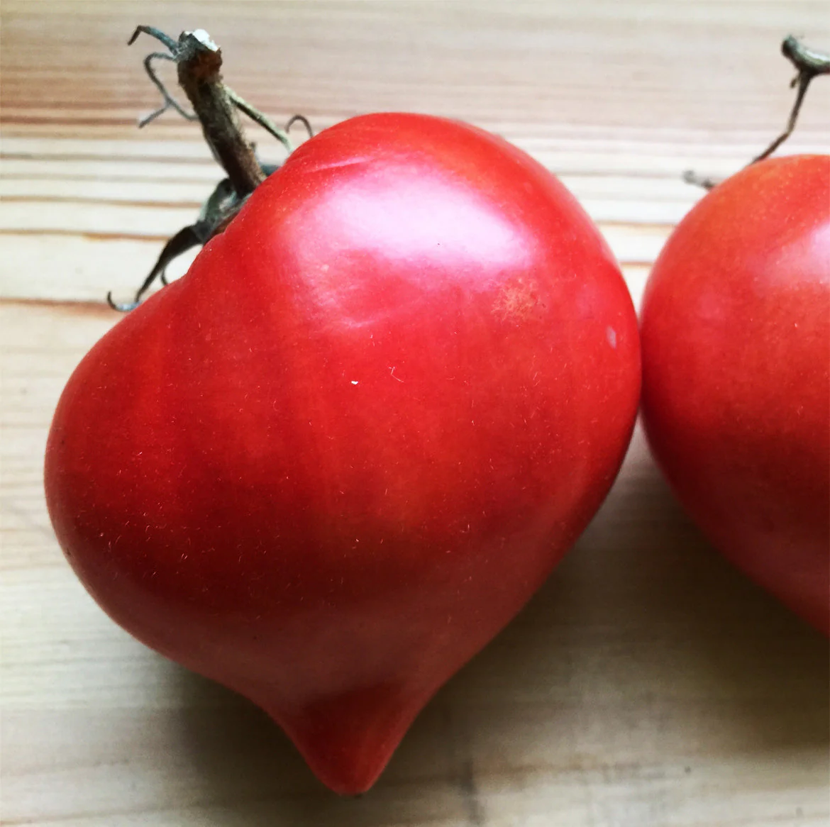 Tomate CĆur de BĆuf 'TĂ©ton de VĂ©nus' bio