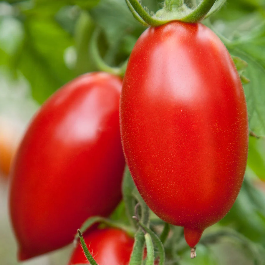 Tomate Italienne 'Amish' bio