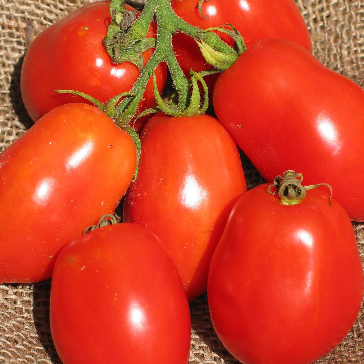 Tomate Italienne 'Ropreco Paste' bio