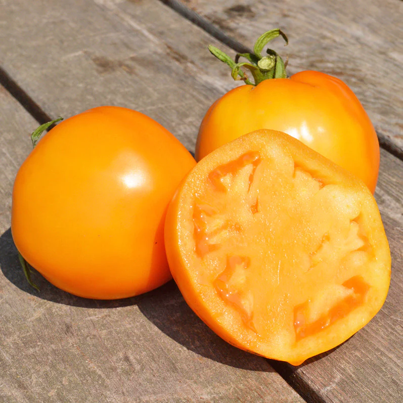 Tomate 'Jubilee' bio