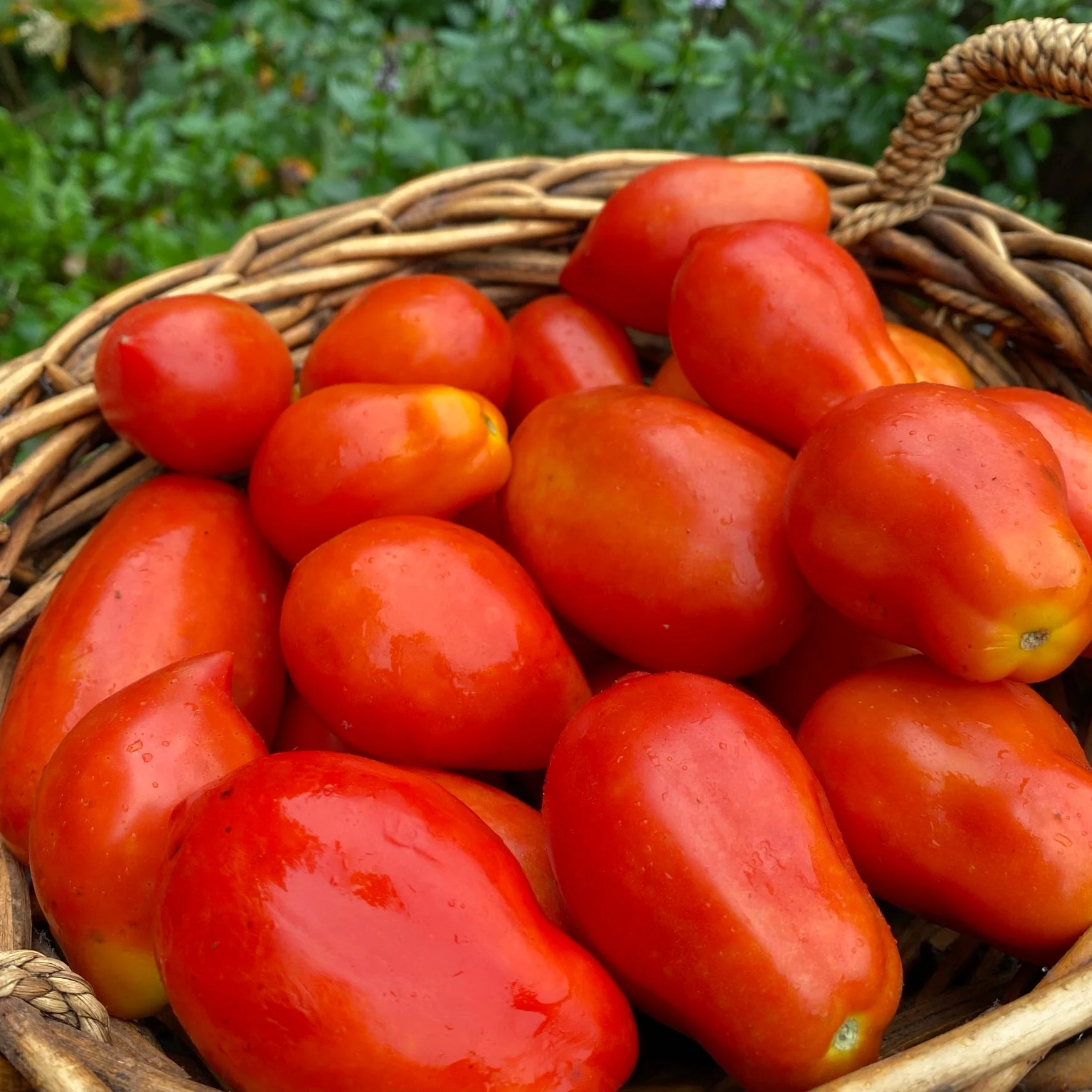 Mélange de tomates italiennes bio