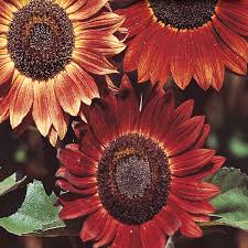 Tournesol 'Evening sun'