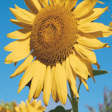 Tournesol 'Golden Hedge'