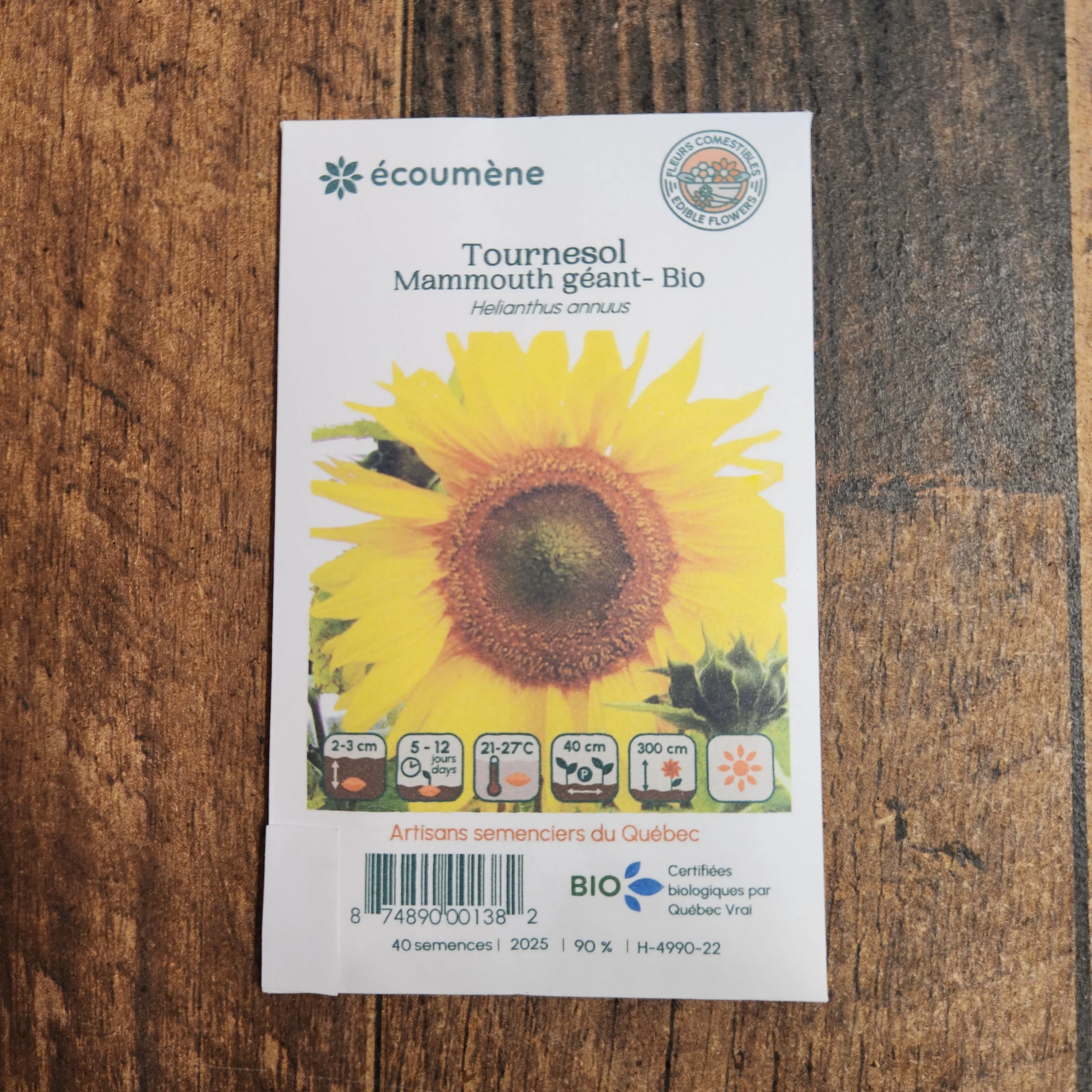 Tournesol 'Mammouth Géant' bio - Image 2