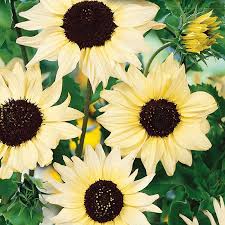 Tournesol 'Vanilla Ice'