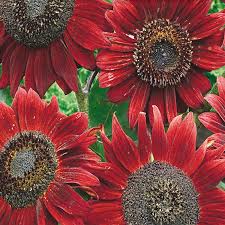 Tournesol 'Velvet Queen'