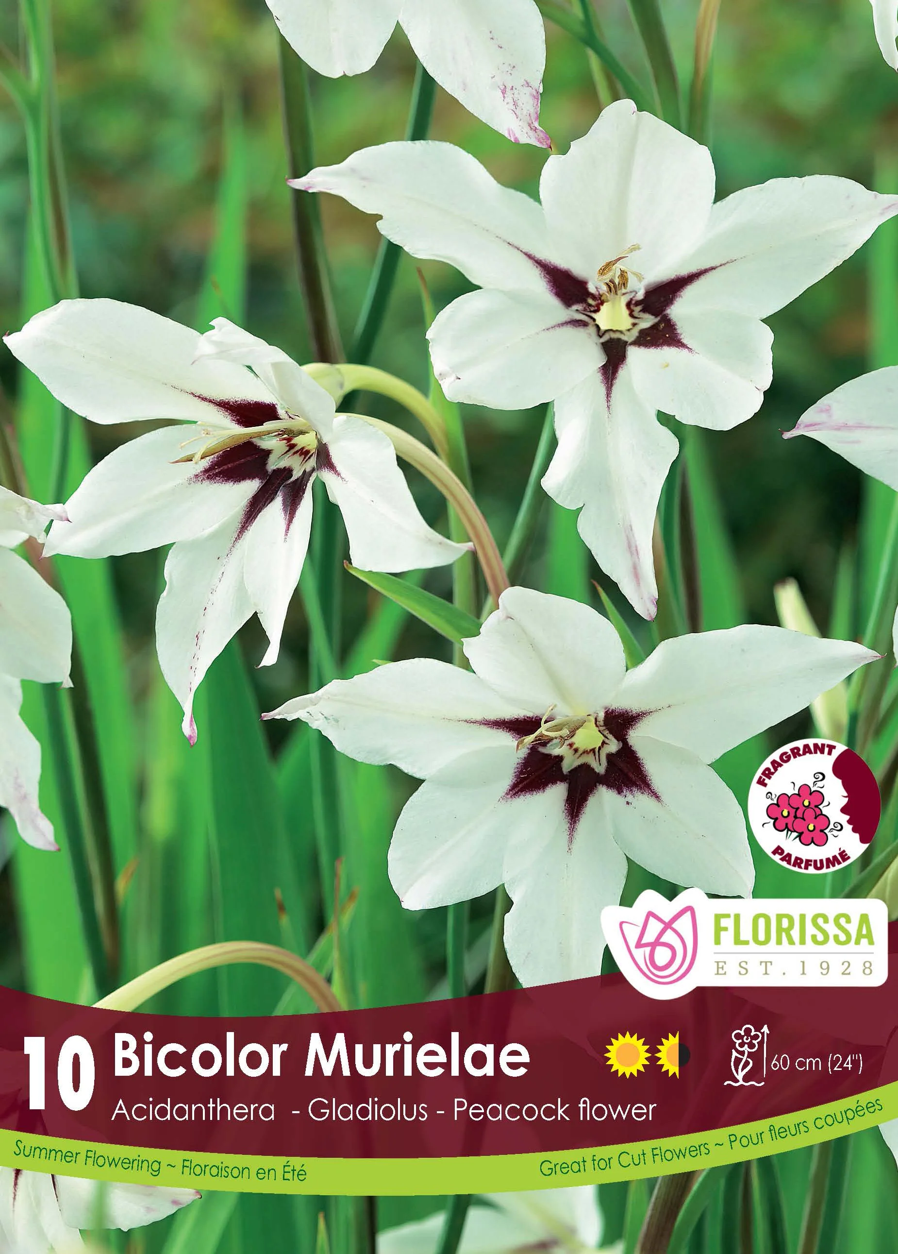Acidanthère 'Murielae'