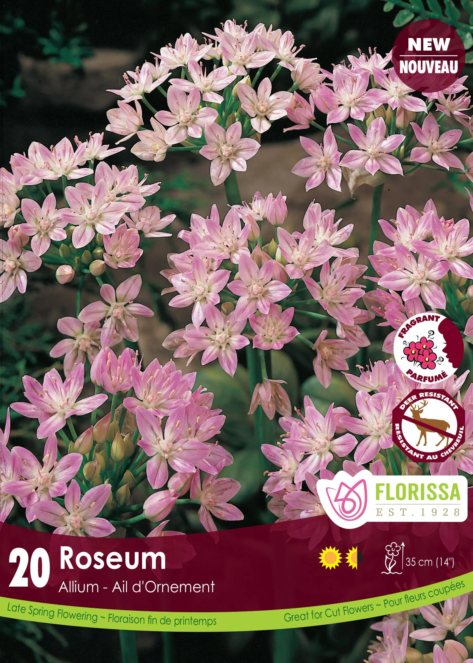 Allium Roseum