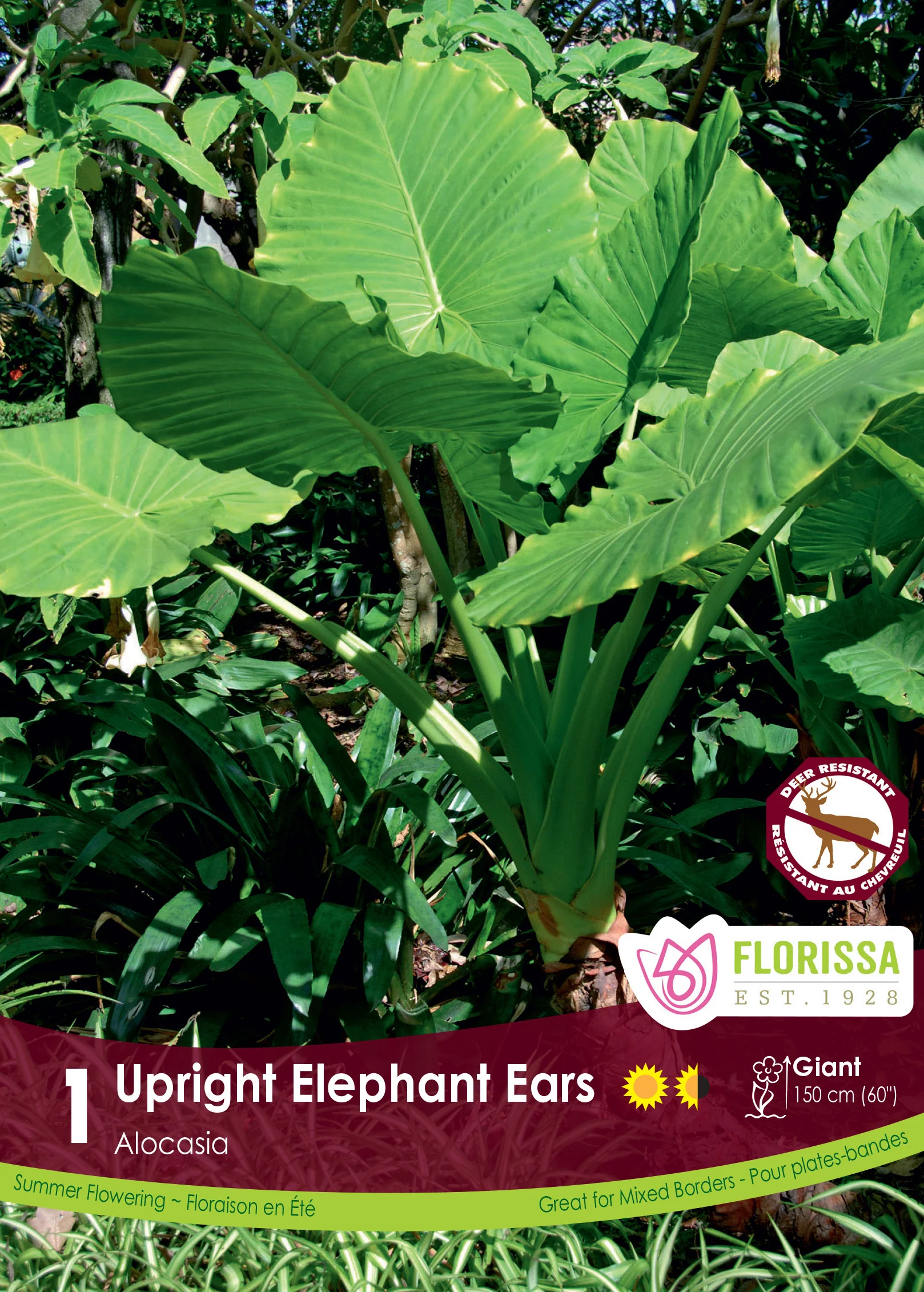 Alocasia 'Upright Elephant Ears'