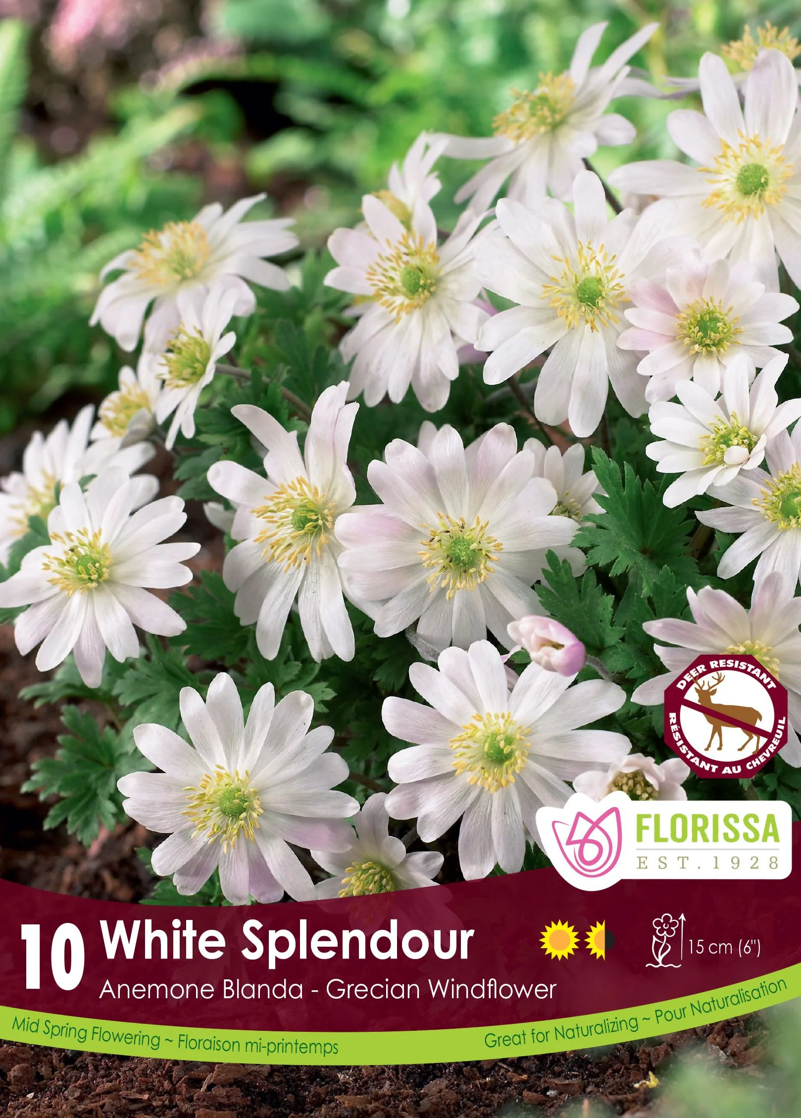 Anémone Blanda White Splendour