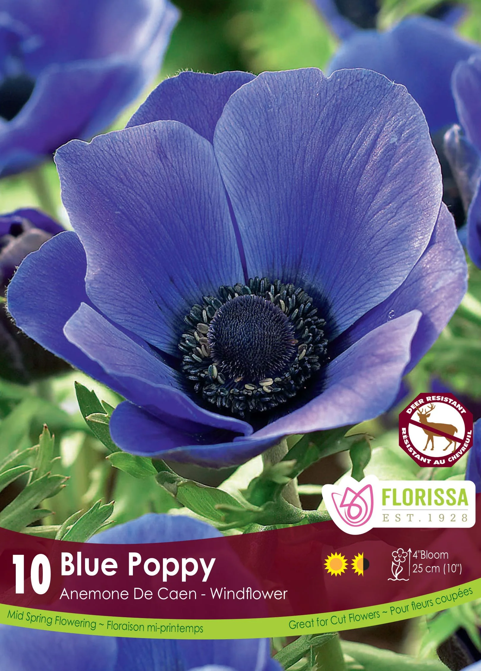 Anémone De Caen Blue Poppy
