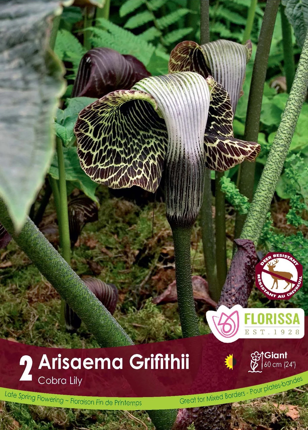Arisaema 'Griffithii'