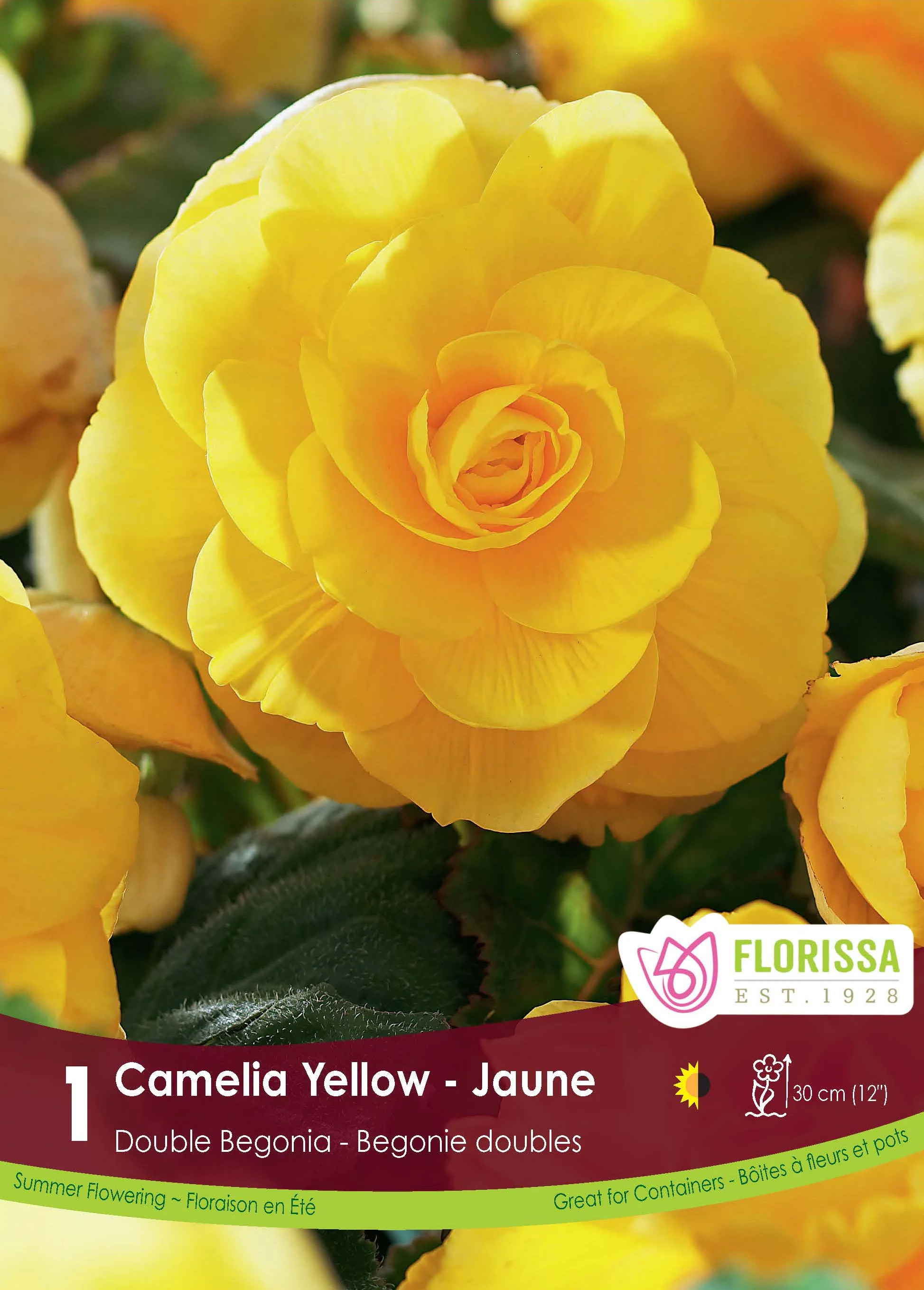 Bégonia Double Camelia 'Jaune'