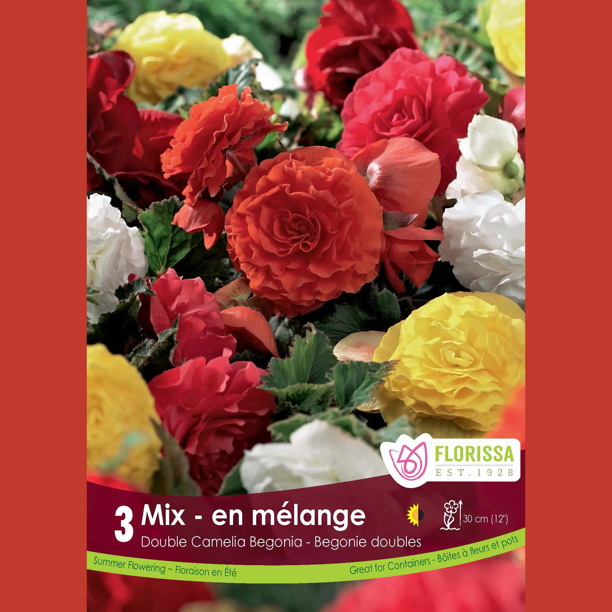 Bégonia Double Camelia 'Mélange' (3 bulbes)