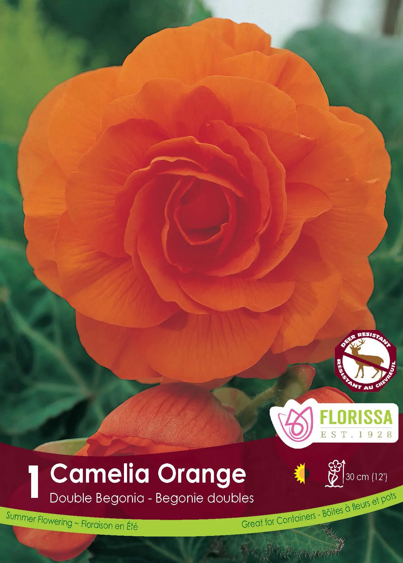 Bégonia Double Camelia 'Orange'