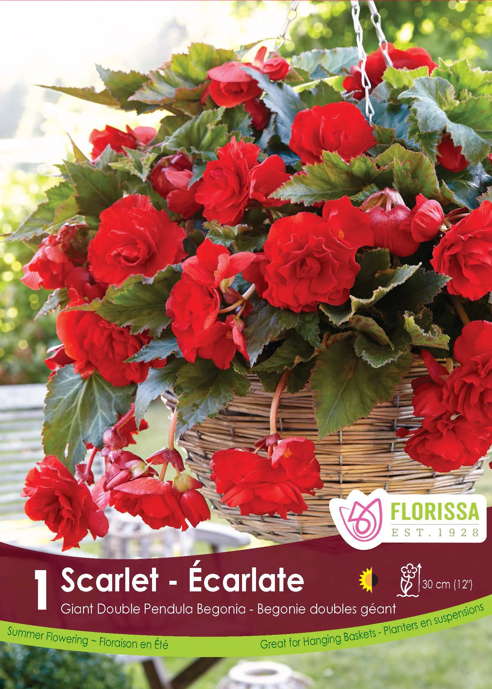 Bégonia Double Pendula 'Écarlate'