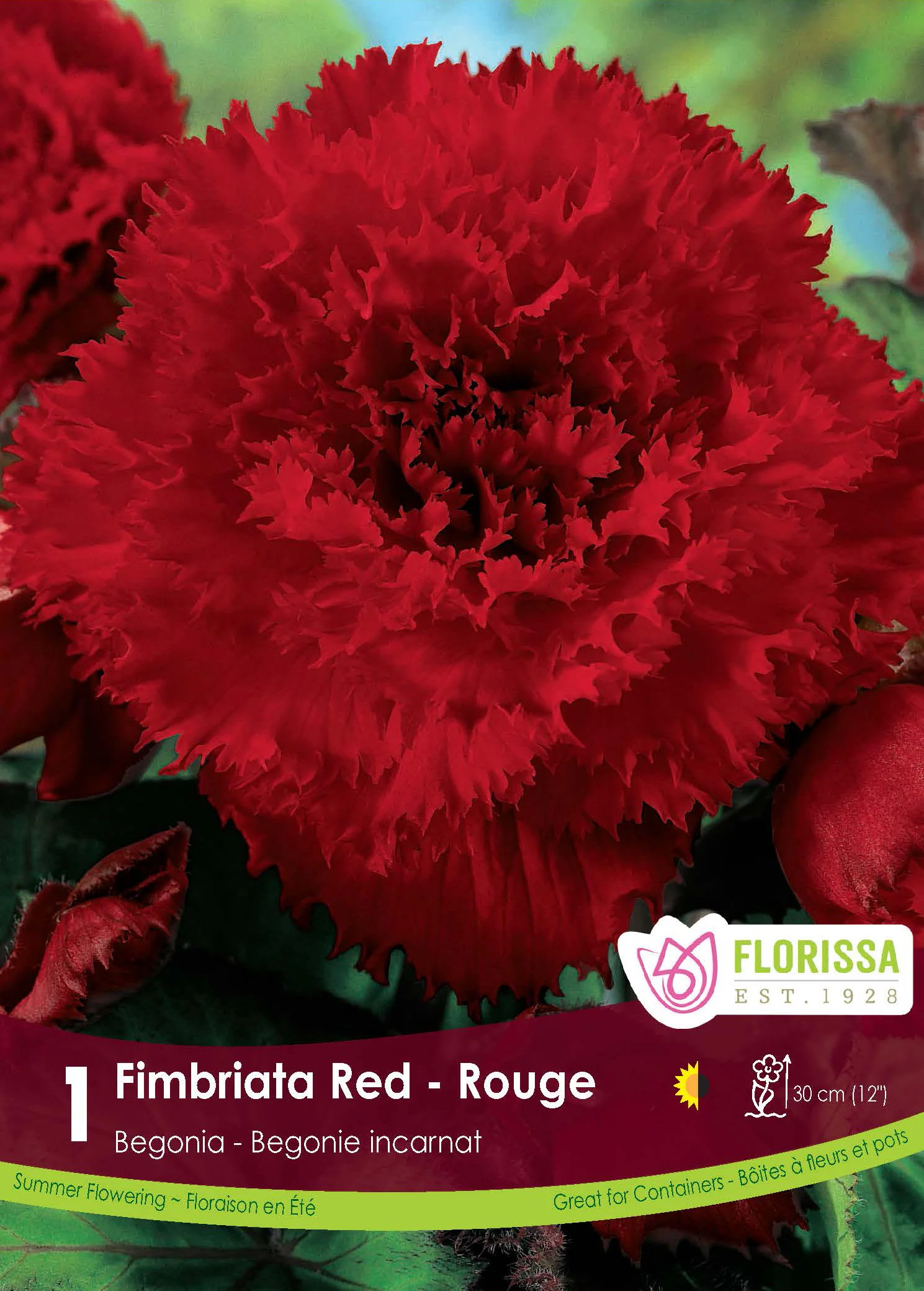 Bégonia Fimbriata 'Rouge'