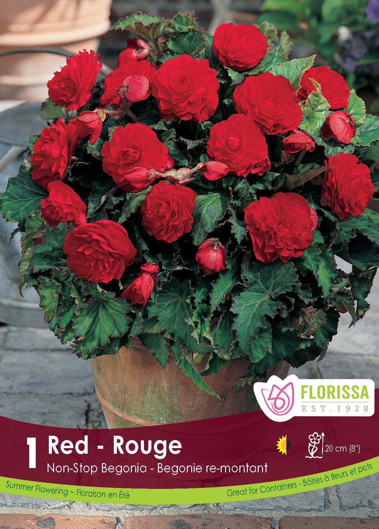Bégonia Non-stop 'Rouge'