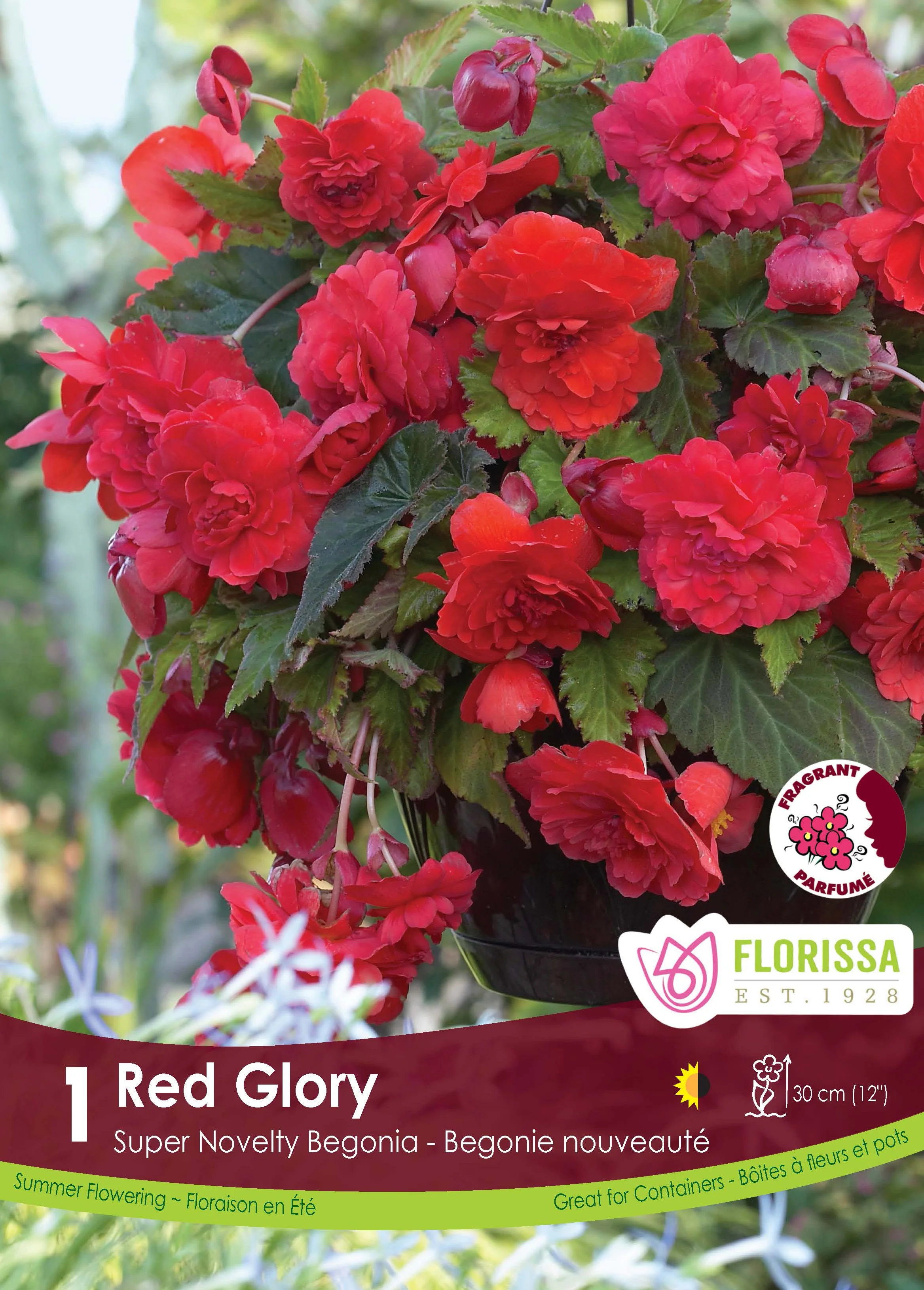 Bégonia Super Novelty 'Red Glory'