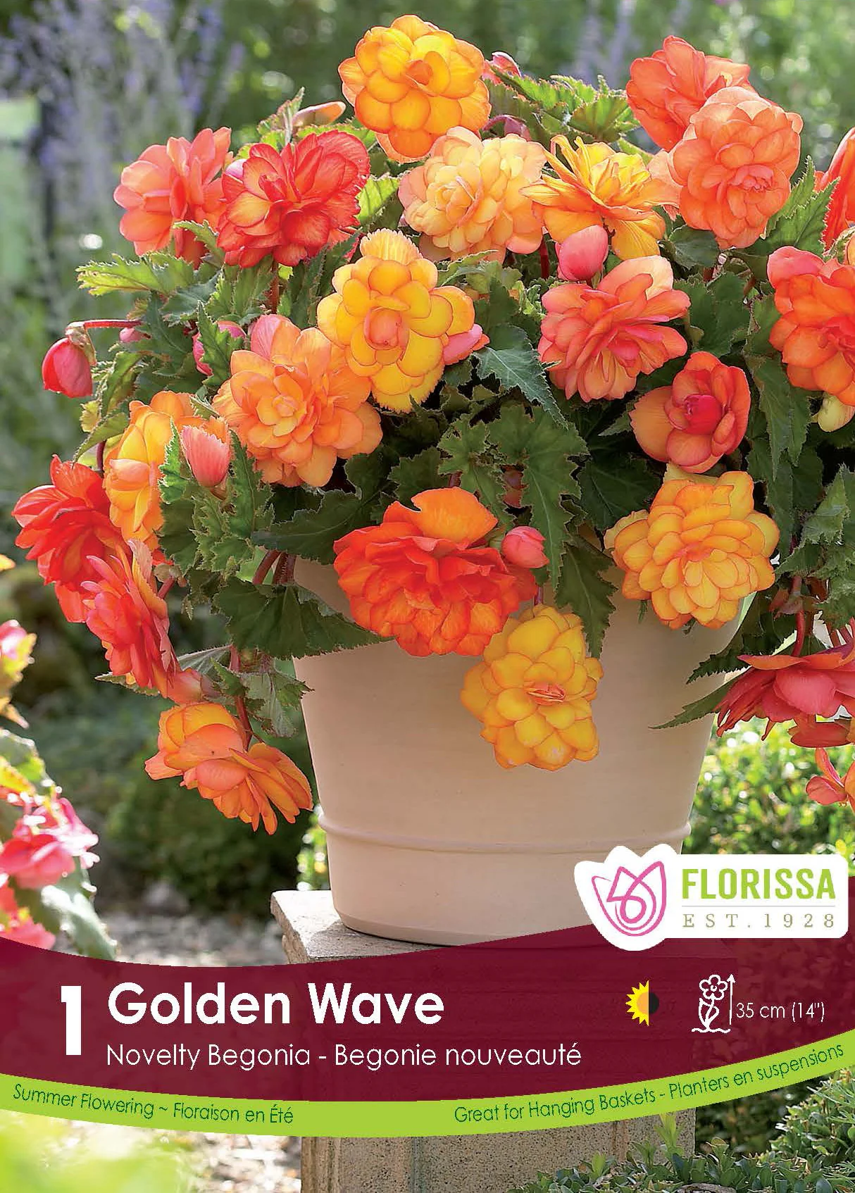 Bégonia 'Superba Novelty Golden Wave'