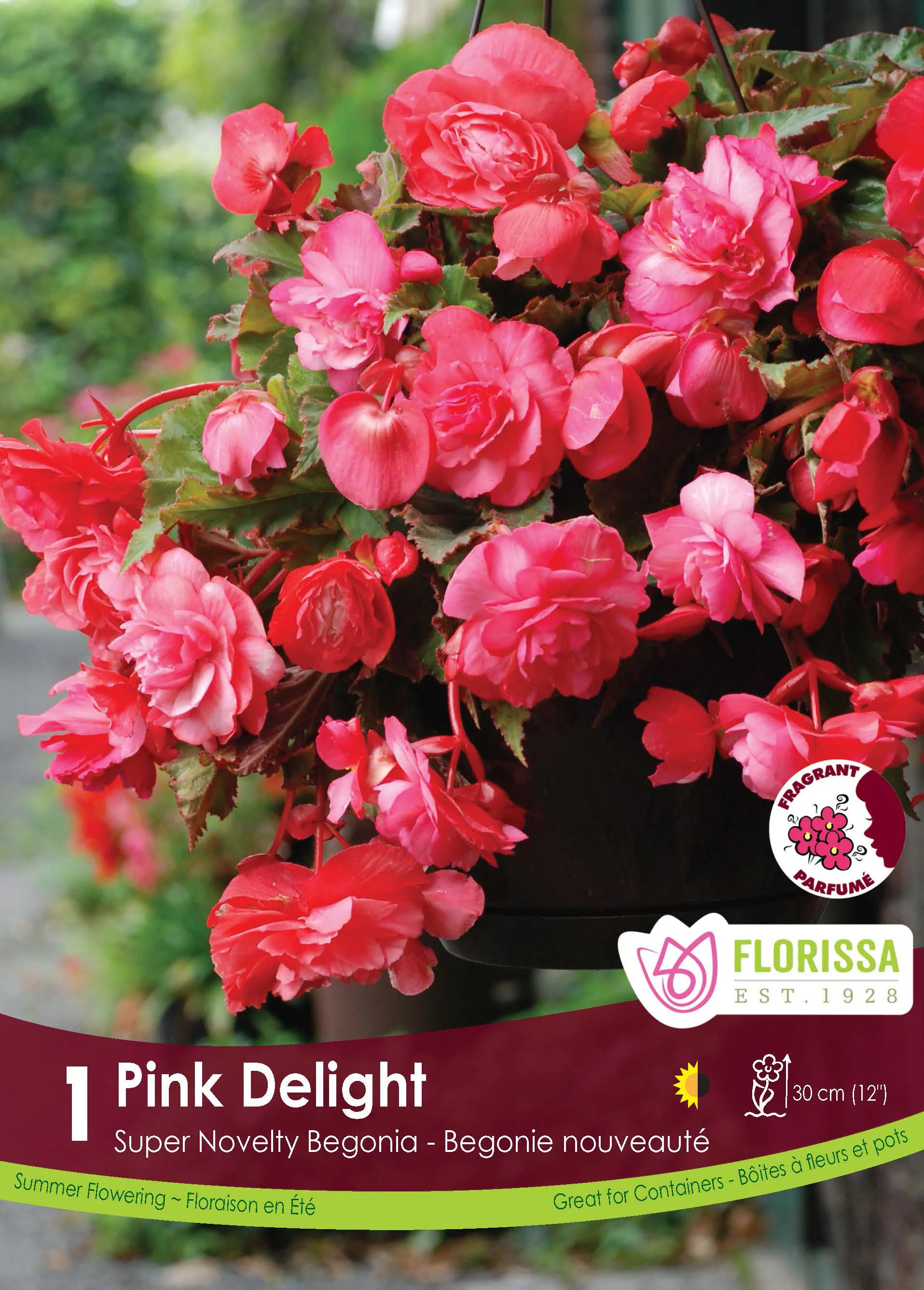 Bégonia 'Superba Novelty Pink Delight'