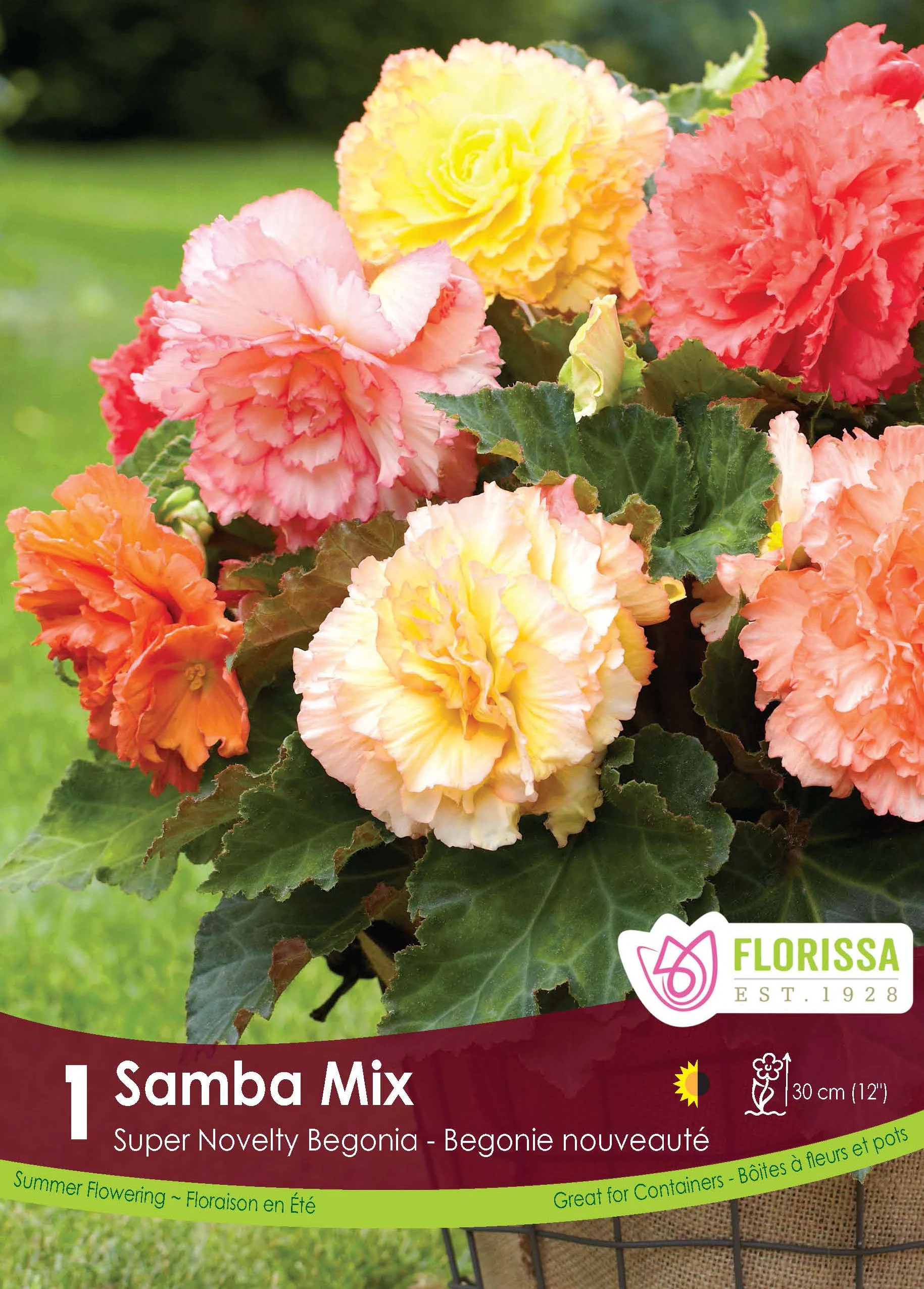 Bégonia 'Superba Novelty Samba'