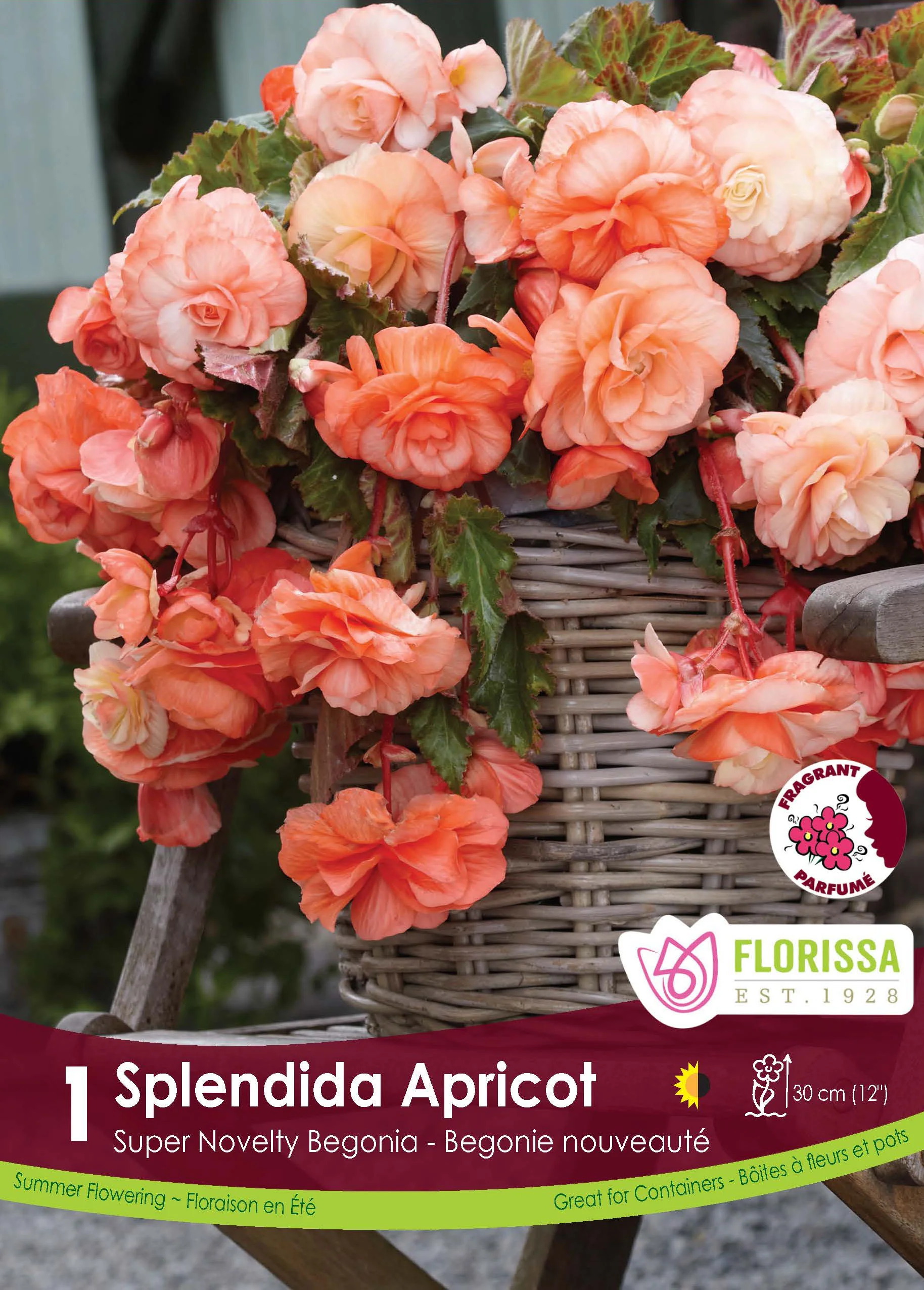 Bégonia 'Superba Novelty Splendide Apricot'