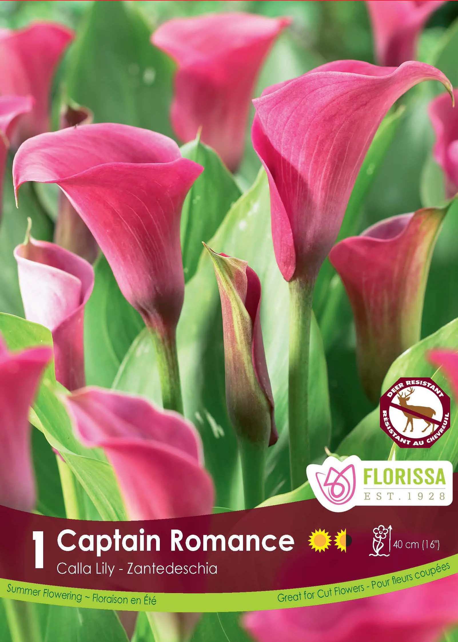 Calla 'Capitaine Romance'