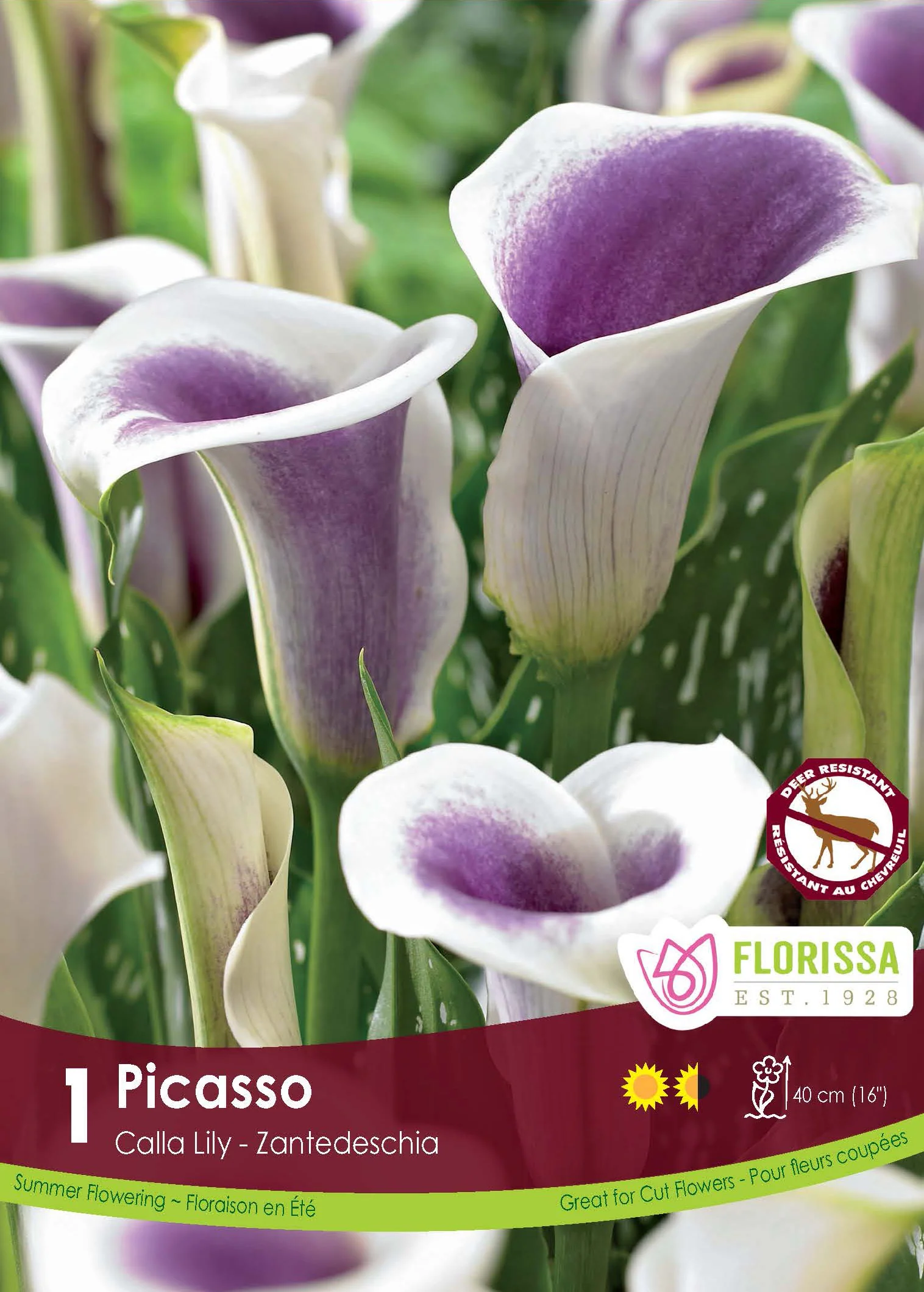 Calla 'Picasso'