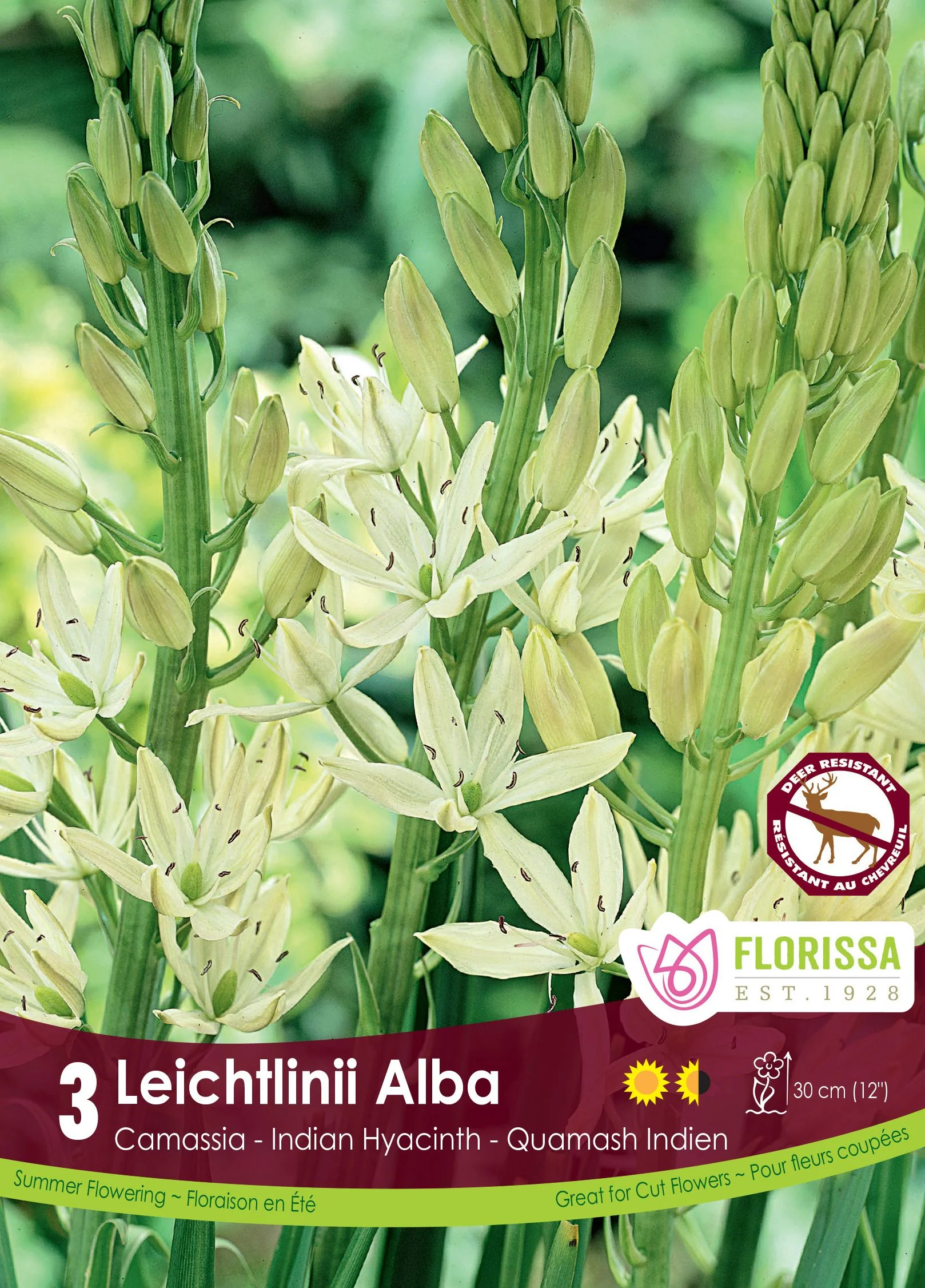 Camassia Leichtlinii Alba