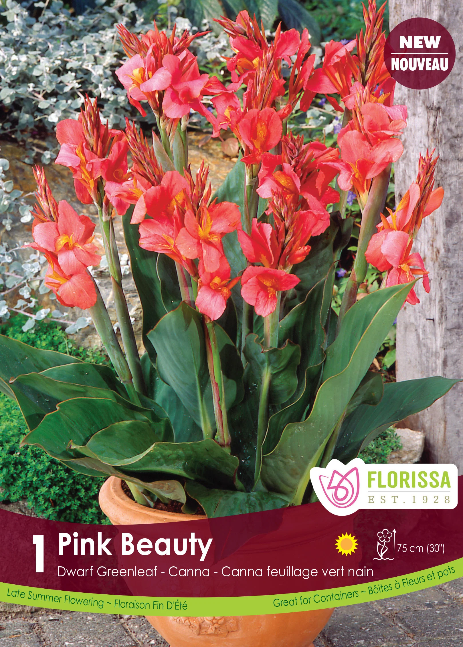 Canna 'Green Pink Beauty'