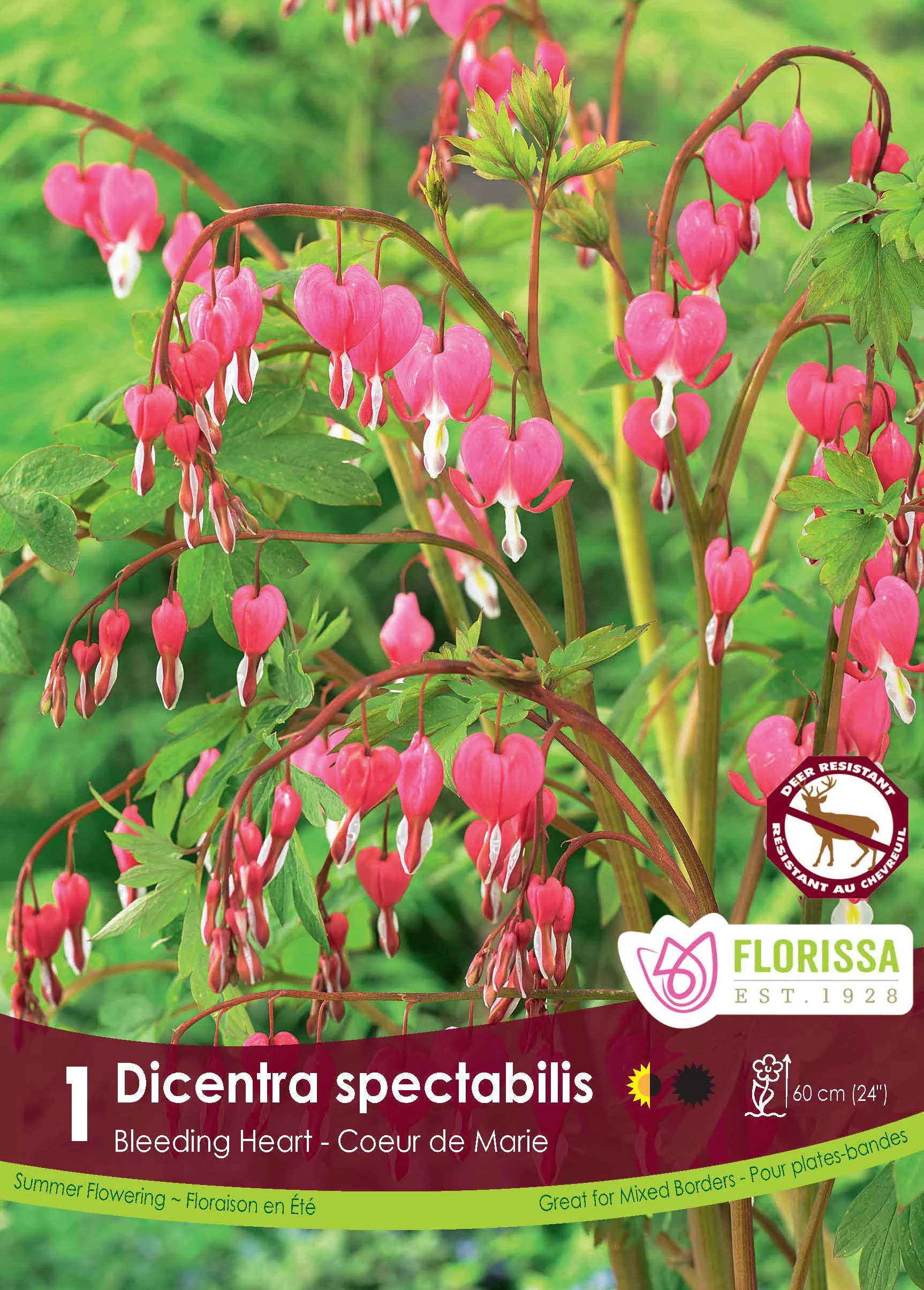 Cœur saignant (Dicentra spectabilis)